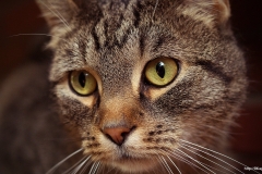 ЯКартинка.РФ-2560х1440.-Коты-и-кошки-1