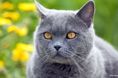 ЯКартинка.РФ-2560х1440.-Коты-и-кошки-10