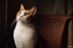 ЯКартинка.РФ-2560х1440.-Коты-и-кошки-100