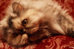 ЯКартинка.РФ-2560х1440.-Коты-и-кошки-11