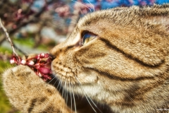 ЯКартинка.РФ-2560х1440.-Коты-и-кошки-12