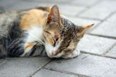 ЯКартинка.РФ-2560х1440.-Коты-и-кошки-13