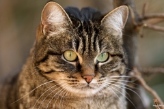 ЯКартинка.РФ-2560х1440.-Коты-и-кошки-14