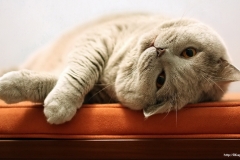 ЯКартинка.РФ-2560х1440.-Коты-и-кошки-15