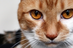 ЯКартинка.РФ-2560х1440.-Коты-и-кошки-16