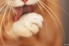 ЯКартинка.РФ-2560х1440.-Коты-и-кошки-17