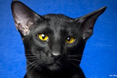 ЯКартинка.РФ-2560х1440.-Коты-и-кошки-18