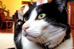 ЯКартинка.РФ-2560х1440.-Коты-и-кошки-19