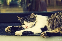 ЯКартинка.РФ-2560х1440.-Коты-и-кошки-2