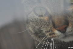 ЯКартинка.РФ-2560х1440.-Коты-и-кошки-20