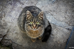 ЯКартинка.РФ-2560х1440.-Коты-и-кошки-21