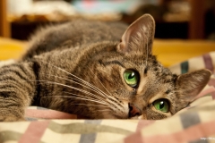 ЯКартинка.РФ-2560х1440.-Коты-и-кошки-22