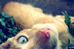 ЯКартинка.РФ-2560х1440.-Коты-и-кошки-23