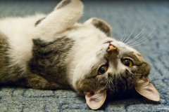 ЯКартинка.РФ-2560х1440.-Коты-и-кошки-24