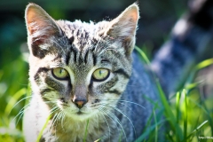 ЯКартинка.РФ-2560х1440.-Коты-и-кошки-25