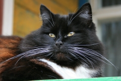ЯКартинка.РФ-2560х1440.-Коты-и-кошки-26