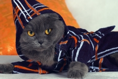 ЯКартинка.РФ-2560х1440.-Коты-и-кошки-27
