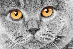 ЯКартинка.РФ-2560х1440.-Коты-и-кошки-28