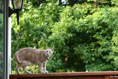 ЯКартинка.РФ-2560х1440.-Коты-и-кошки-29