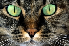 ЯКартинка.РФ-2560х1440.-Коты-и-кошки-3