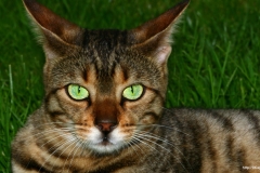 ЯКартинка.РФ-2560х1440.-Коты-и-кошки-32