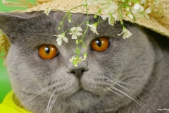 ЯКартинка.РФ-2560х1440.-Коты-и-кошки-33
