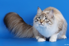 ЯКартинка.РФ-2560х1440.-Коты-и-кошки-34