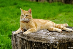 ЯКартинка.РФ-2560х1440.-Коты-и-кошки-35