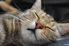 ЯКартинка.РФ-2560х1440.-Коты-и-кошки-36