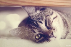 ЯКартинка.РФ-2560х1440.-Коты-и-кошки-37