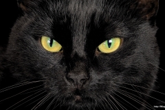 ЯКартинка.РФ-2560х1440.-Коты-и-кошки-38