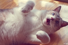 ЯКартинка.РФ-2560х1440.-Коты-и-кошки-39