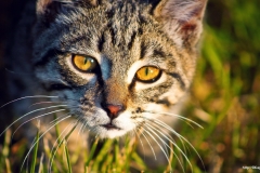 ЯКартинка.РФ-2560х1440.-Коты-и-кошки-4