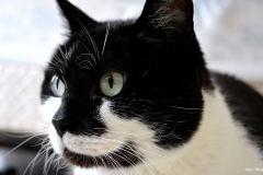 ЯКартинка.РФ-2560х1440.-Коты-и-кошки-41