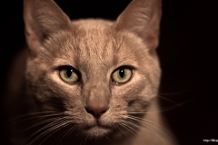 ЯКартинка.РФ-2560х1440.-Коты-и-кошки-42