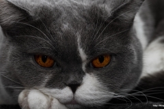 ЯКартинка.РФ-2560х1440.-Коты-и-кошки-43