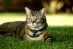 ЯКартинка.РФ-2560х1440.-Коты-и-кошки-44