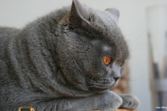 ЯКартинка.РФ-2560х1440.-Коты-и-кошки-45