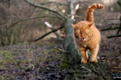 ЯКартинка.РФ-2560х1440.-Коты-и-кошки-47