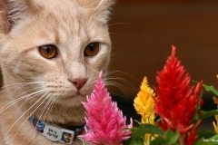 ЯКартинка.РФ-2560х1440.-Коты-и-кошки-48