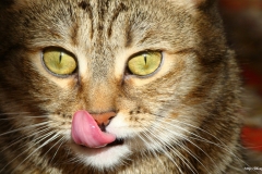 ЯКартинка.РФ-2560х1440.-Коты-и-кошки-49