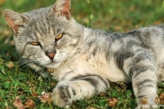 ЯКартинка.РФ-2560х1440.-Коты-и-кошки-5