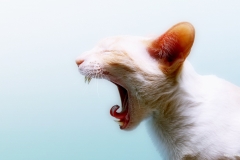 ЯКартинка.РФ-2560х1440.-Коты-и-кошки-50