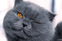 ЯКартинка.РФ-2560х1440.-Коты-и-кошки-53
