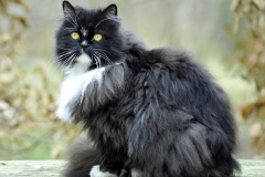ЯКартинка.РФ-2560х1440.-Коты-и-кошки-54