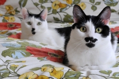 ЯКартинка.РФ-2560х1440.-Коты-и-кошки-55