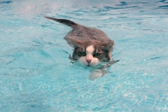 ЯКартинка.РФ-2560х1440.-Коты-и-кошки-56