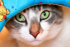 ЯКартинка.РФ-2560х1440.-Коты-и-кошки-57