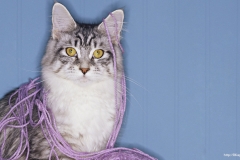 ЯКартинка.РФ-2560х1440.-Коты-и-кошки-58