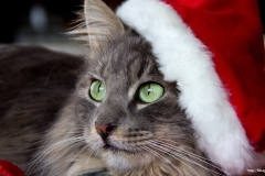 ЯКартинка.РФ-2560х1440.-Коты-и-кошки-59